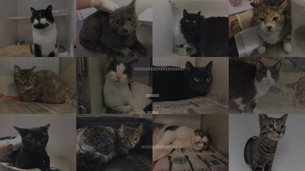 Cats for Adoption in Lawrence, Kansas