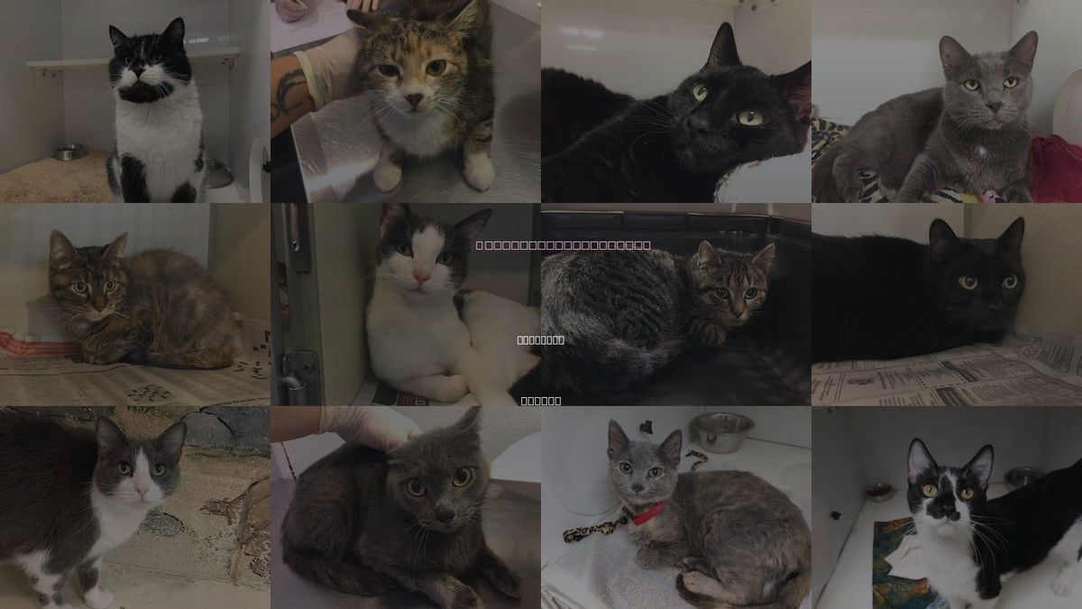 Cats for Adoption in Lawrence, Kansas