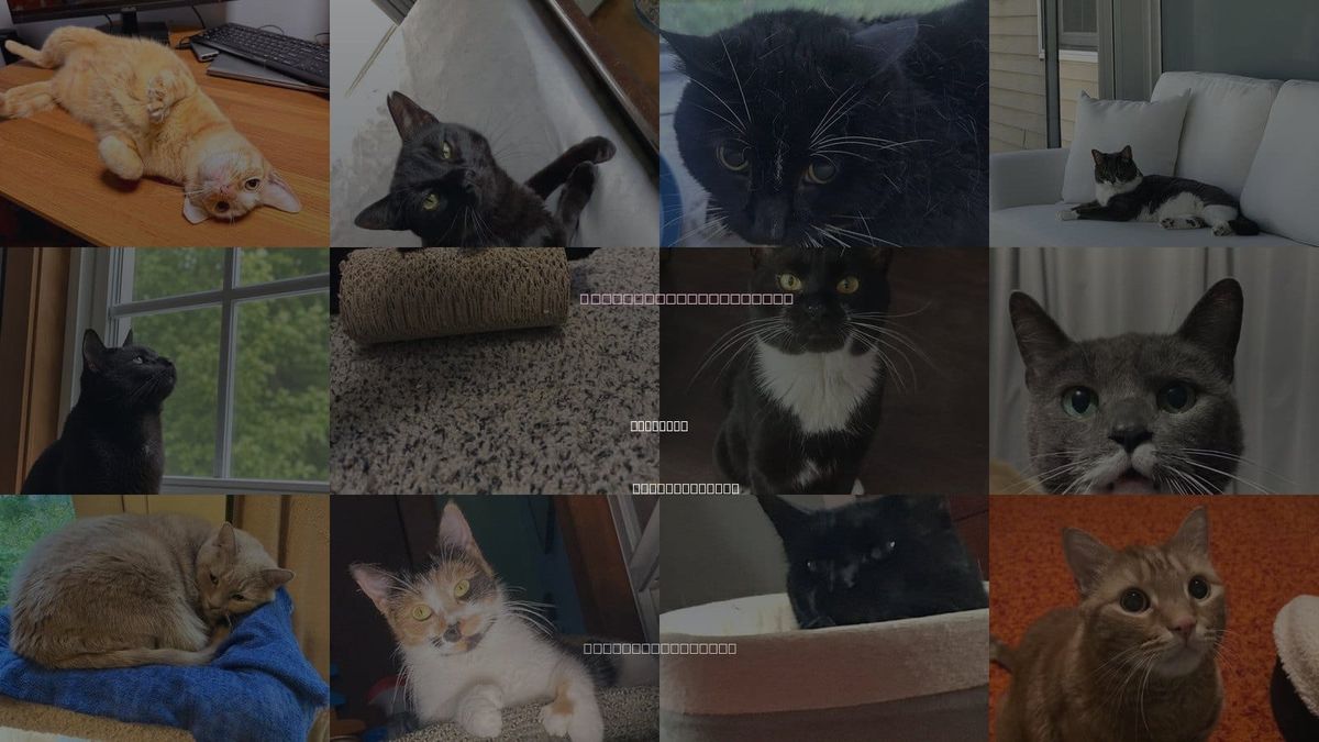 Cats for Adoption in Lawrence, Massachusetts