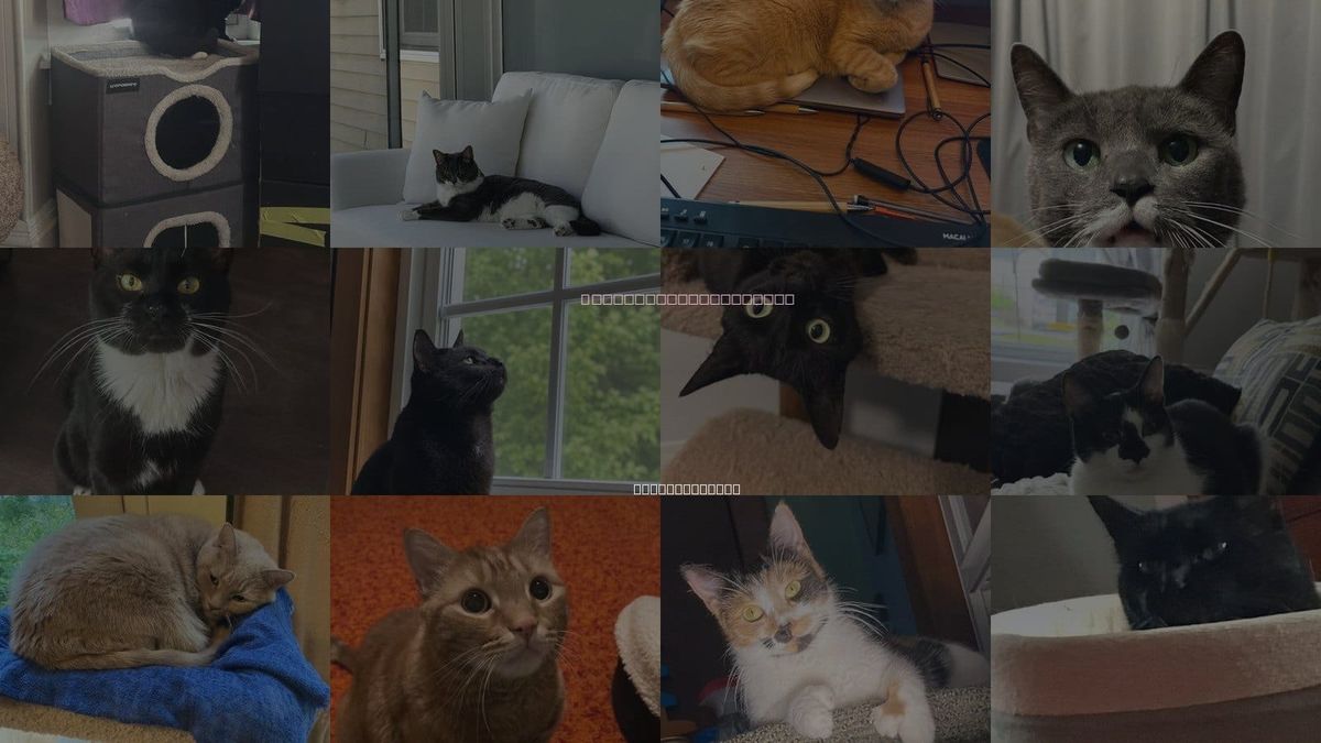 Cats for Adoption in Lawrence, Massachusetts