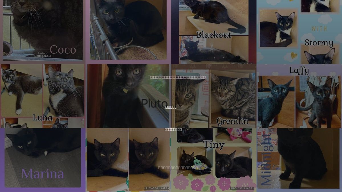 Cats for Adoption in Lawton, Oklahoma