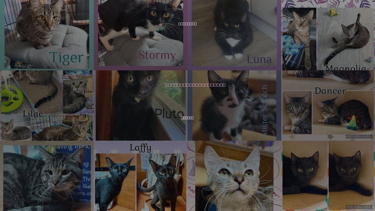 Cats for Adoption in Lawton, Oklahoma
