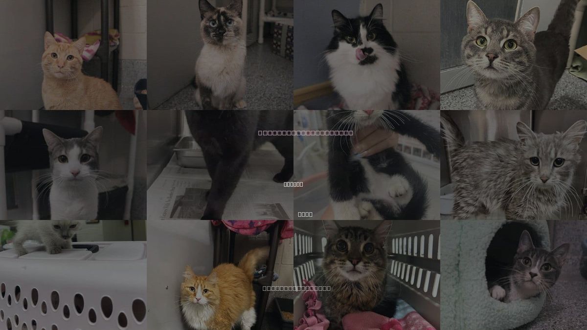 Cats for Adoption in Layton, Utah