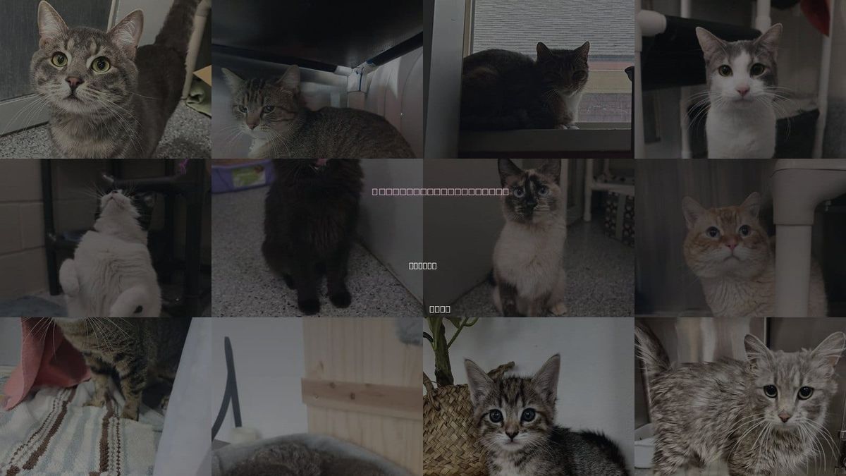 Cats for Adoption in Layton, Utah