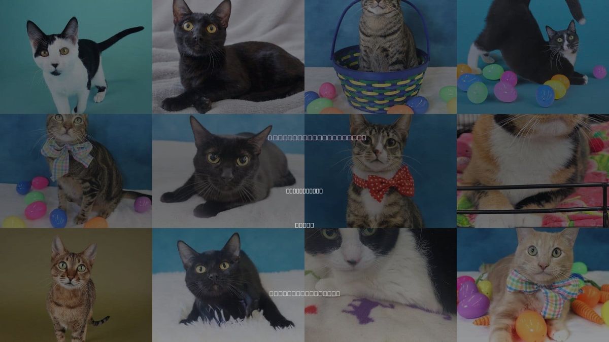 Cats for Adoption in League City, Texas