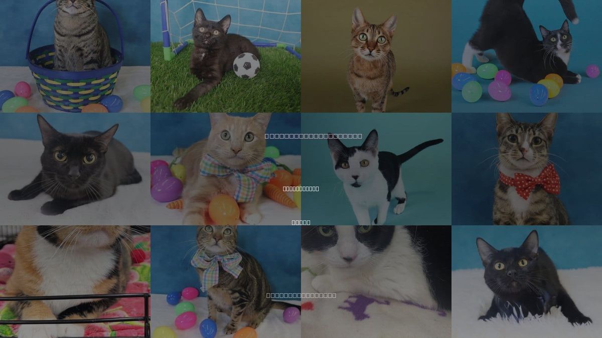 Cats for Adoption in League City, Texas