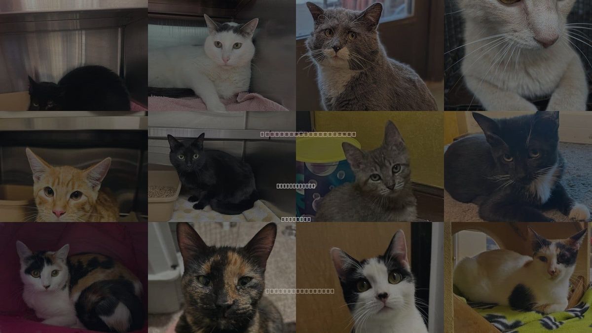 Cats for Adoption in Lee's Summit, Missouri