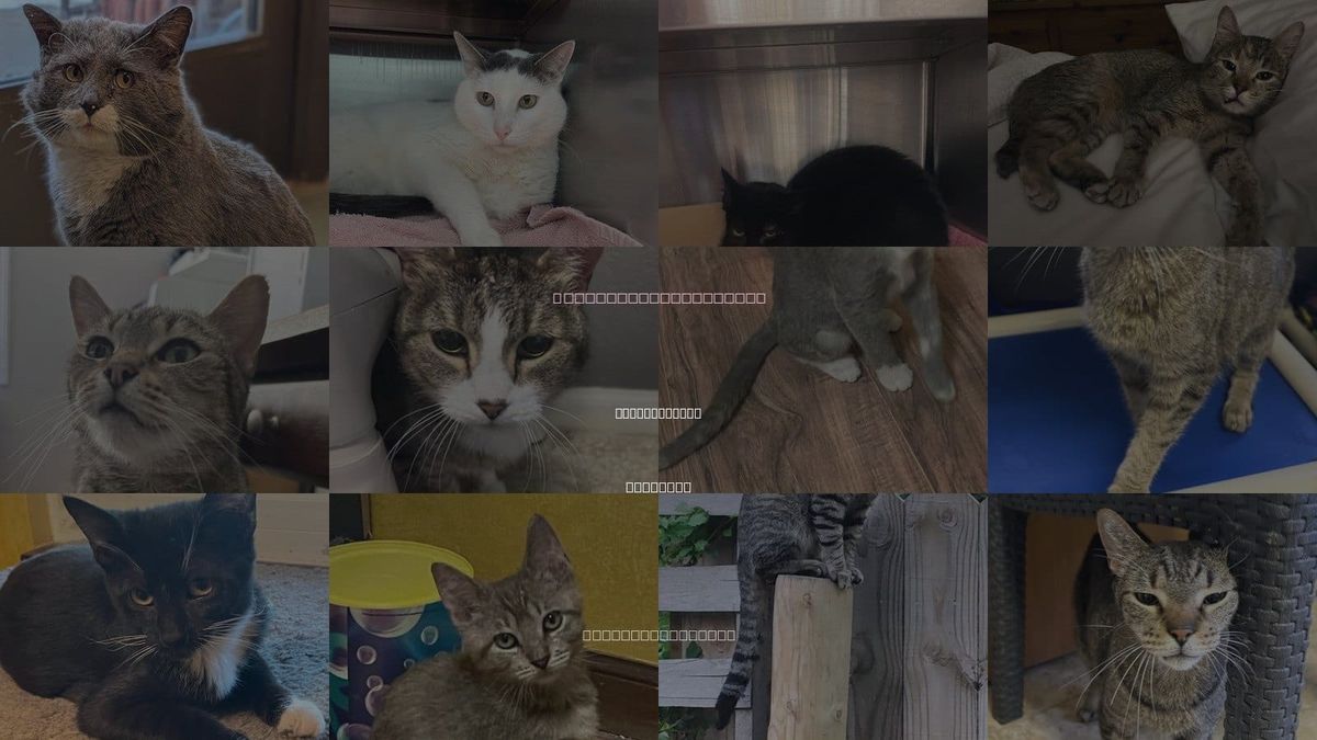 Cats for Adoption in Lee's Summit, Missouri
