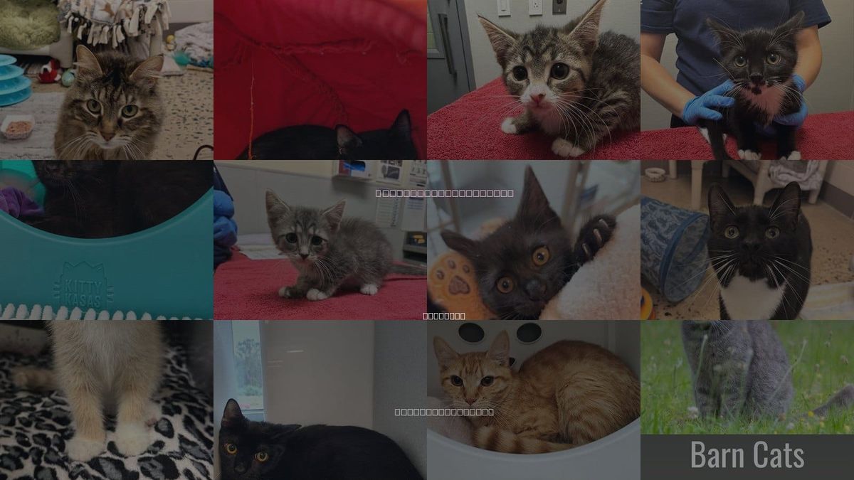Cats for Adoption in Leesburg, Virginia