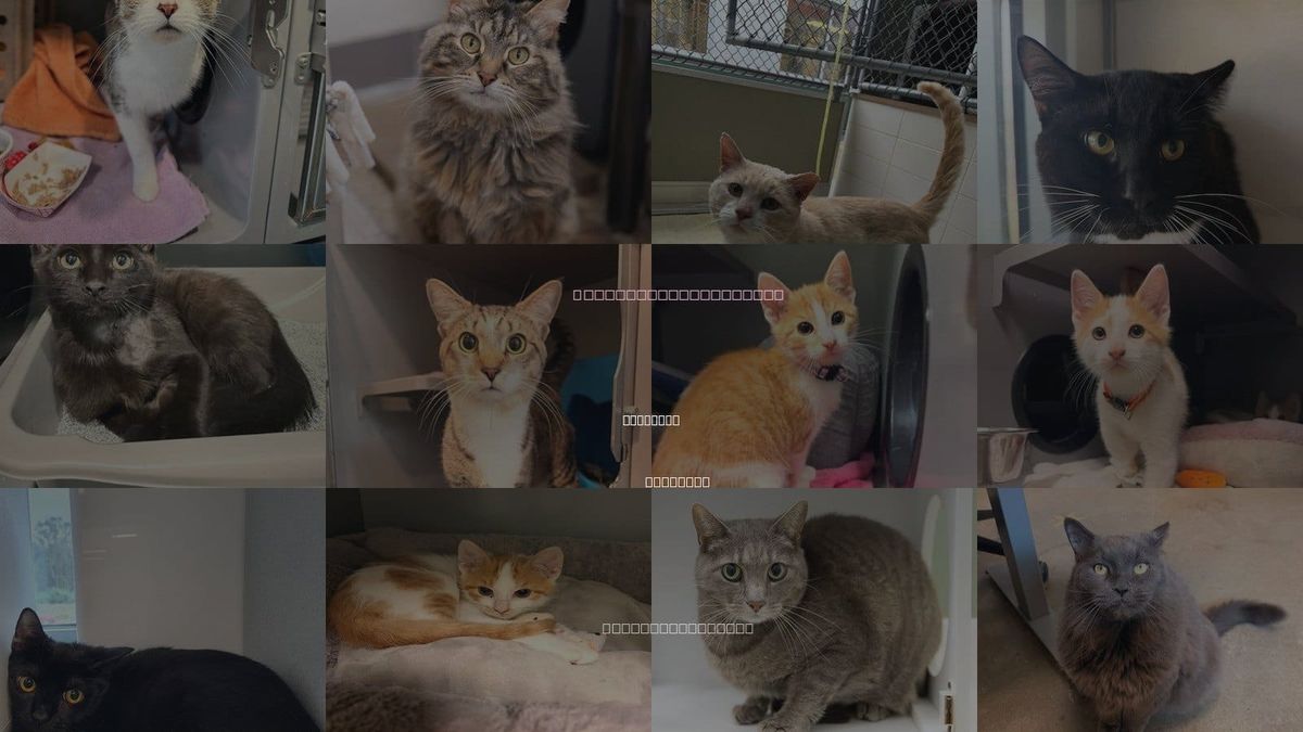 Cats for Adoption in Leesburg, Virginia