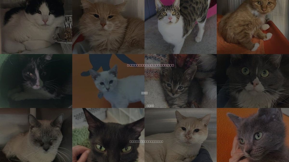 Cats for Adoption in Lehi, Utah