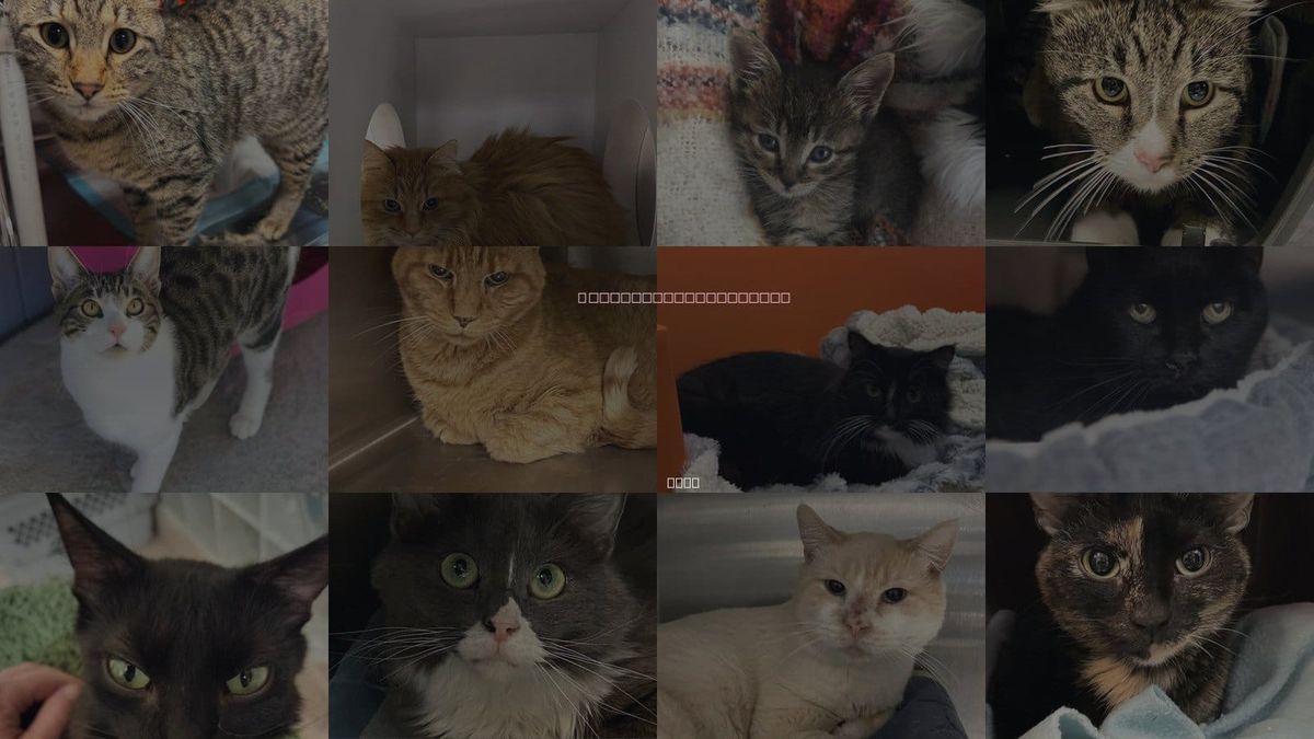Cats for Adoption in Lehi, Utah