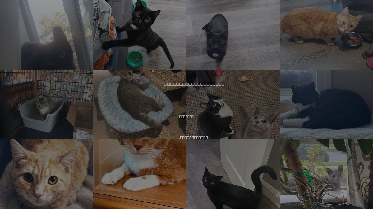 Cats for Adoption in Lemoyne, Pennsylvania
