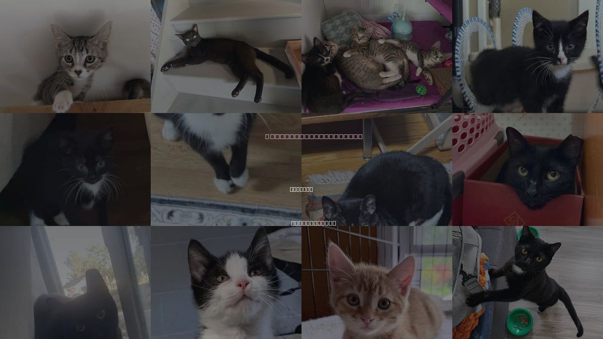 Cats for Adoption in Lemoyne, Pennsylvania