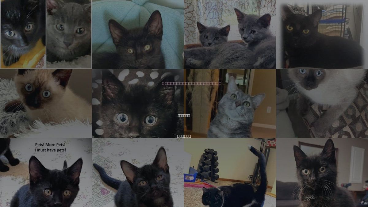 Cats for Adoption in Lenexa, Kansas
