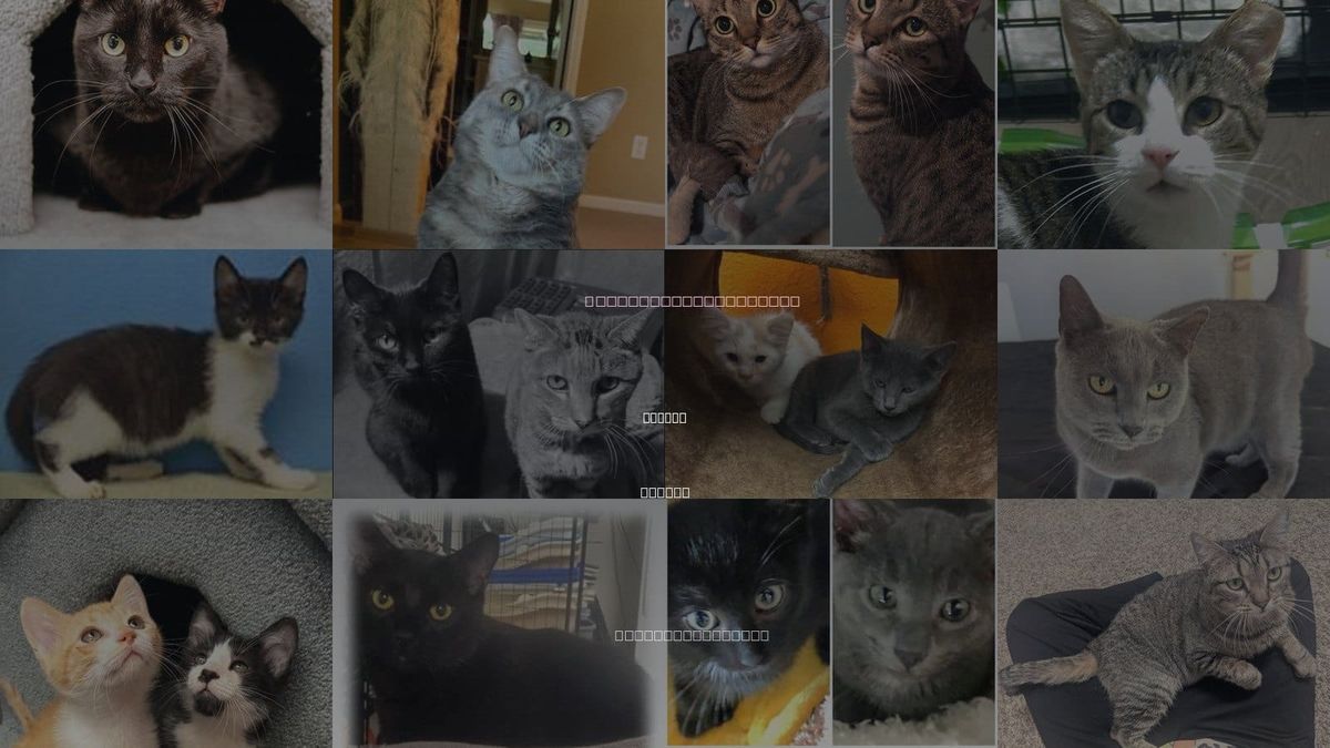 Cats for Adoption in Lenexa, Kansas