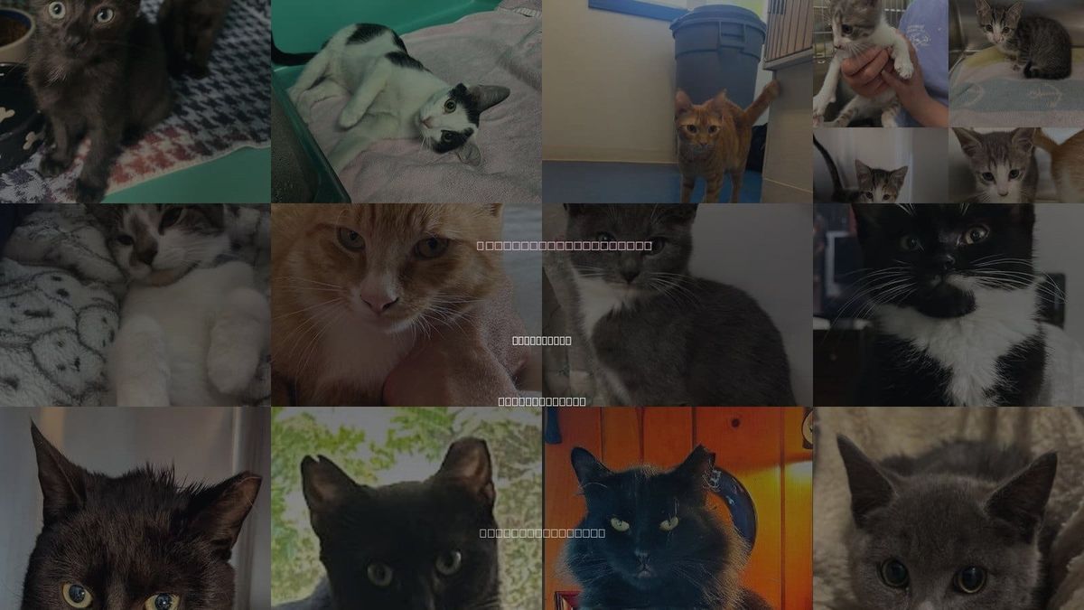 Cats for Adoption in Leominster, Massachusetts