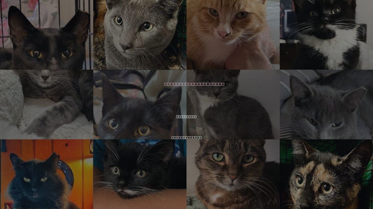 Cats for Adoption in Leominster, Massachusetts
