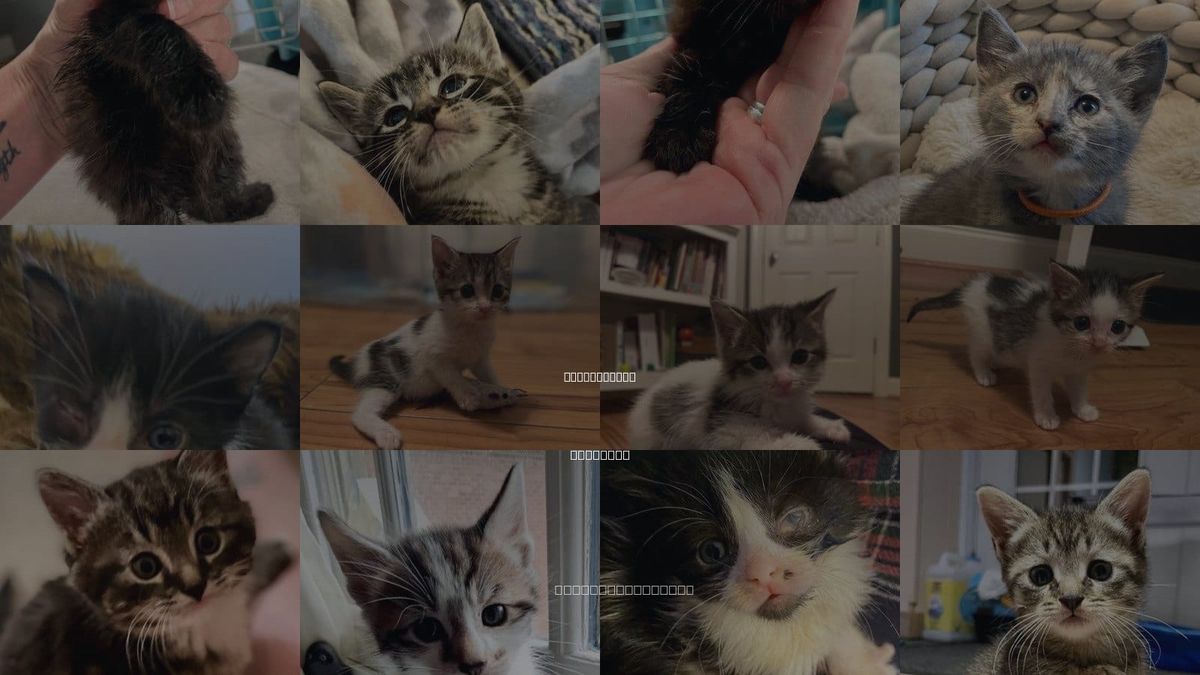 Cats for Adoption in Leonardtown, Maryland