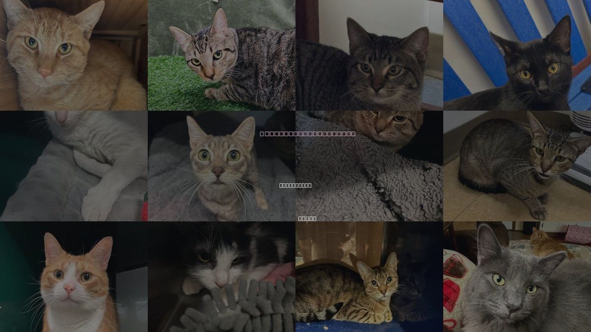 Cats for Adoption in Lewisville, Texas