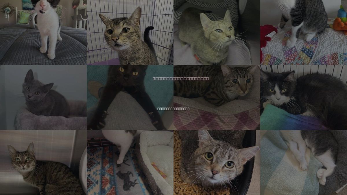 Cats for Adoption in Lexington-Fayette, Kentucky