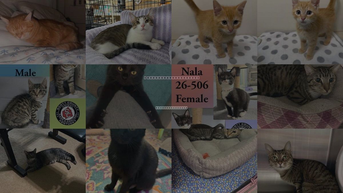 Cats for Adoption in Lexington-Fayette, Kentucky
