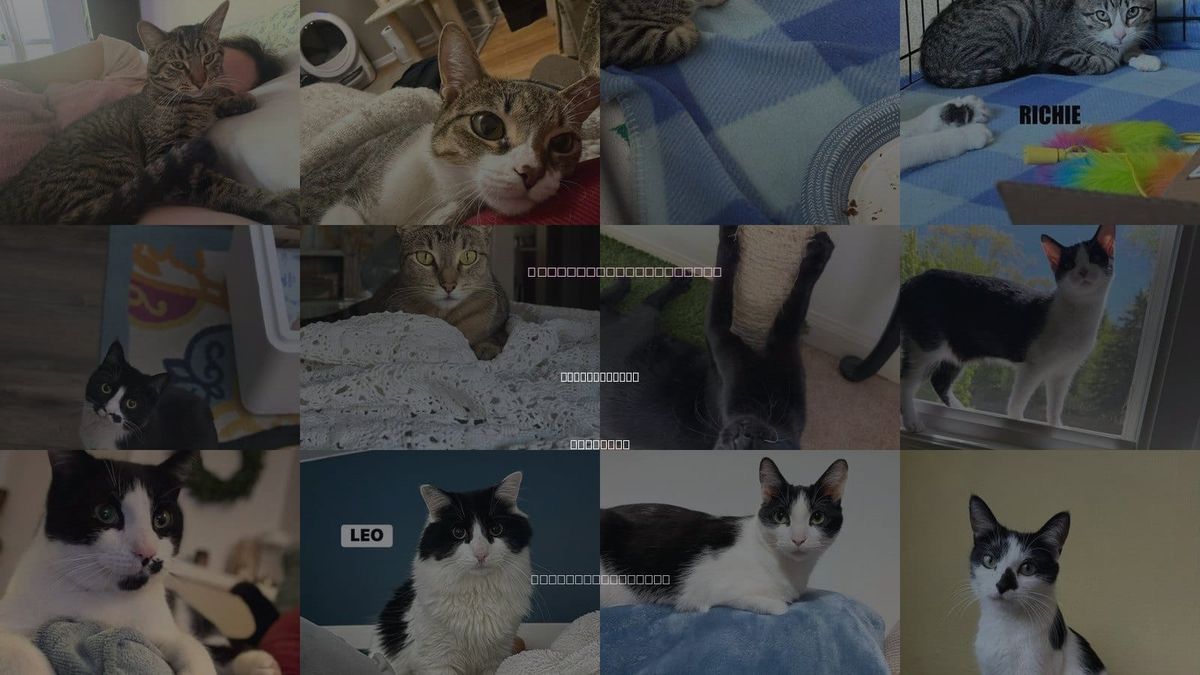 Cats for Adoption in Libertyville, Illinois