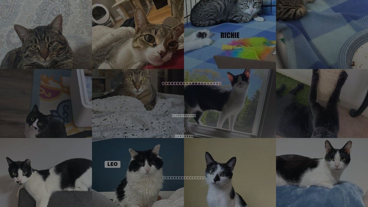 Cats for Adoption in Libertyville, Illinois