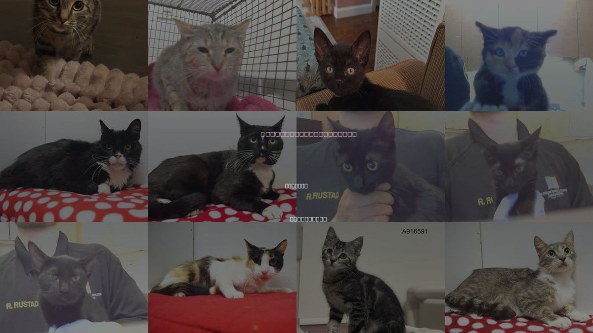 Cats for Adoption in Lincoln, California