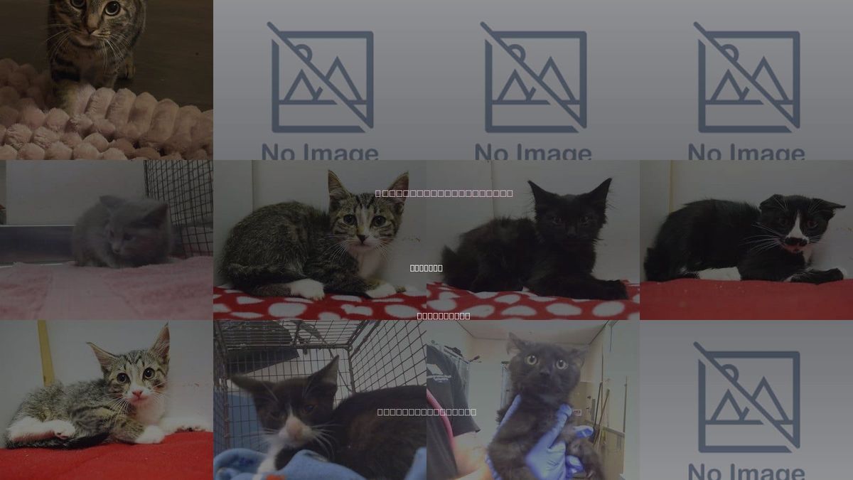 Cats for Adoption in Lincoln, California