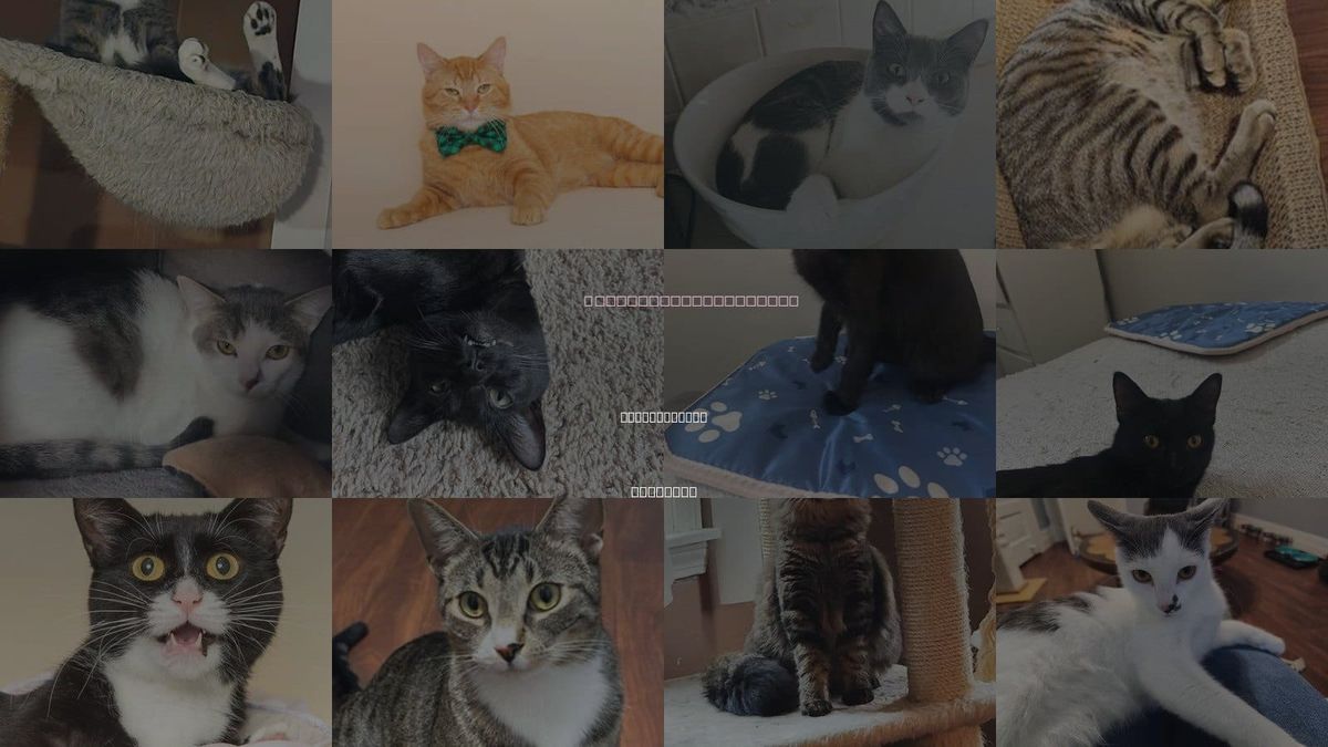 Cats for Adoption in Lincoln Park, Michigan