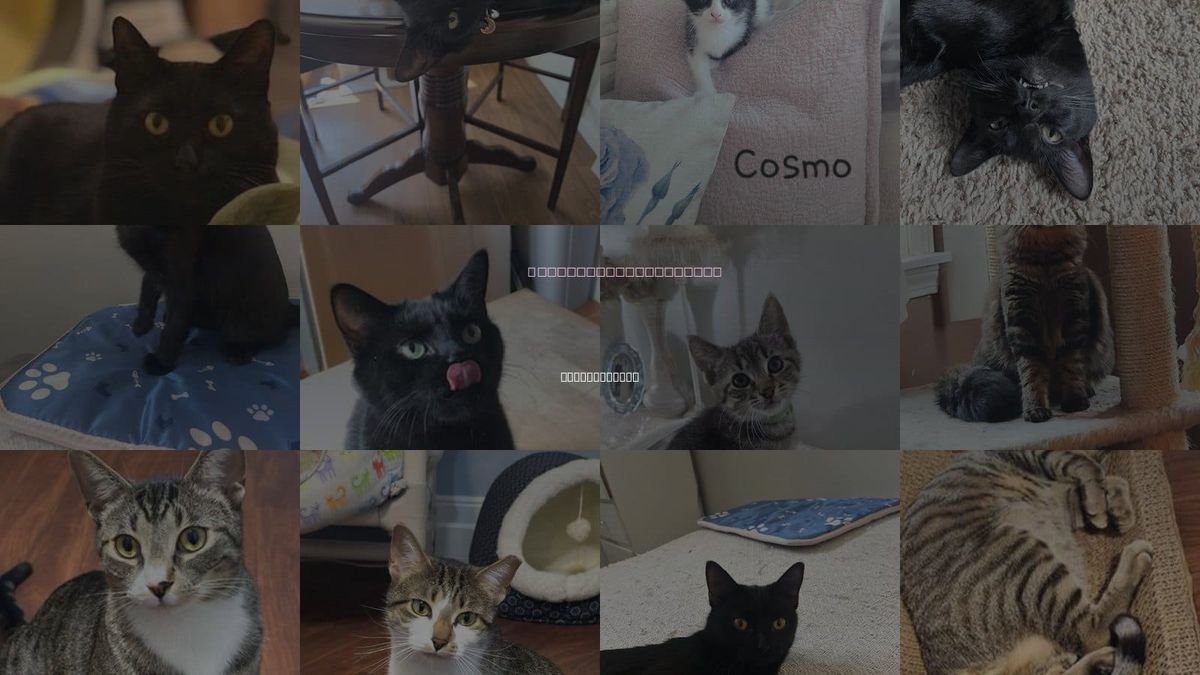 Cats for Adoption in Lincoln Park, Michigan