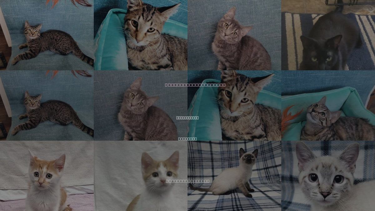 Cats for Adoption in Lincolnwood, Illinois