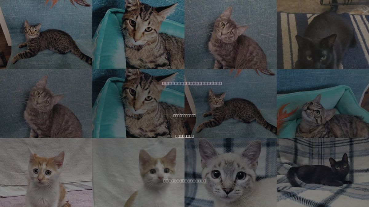 Cats for Adoption in Lincolnwood, Illinois