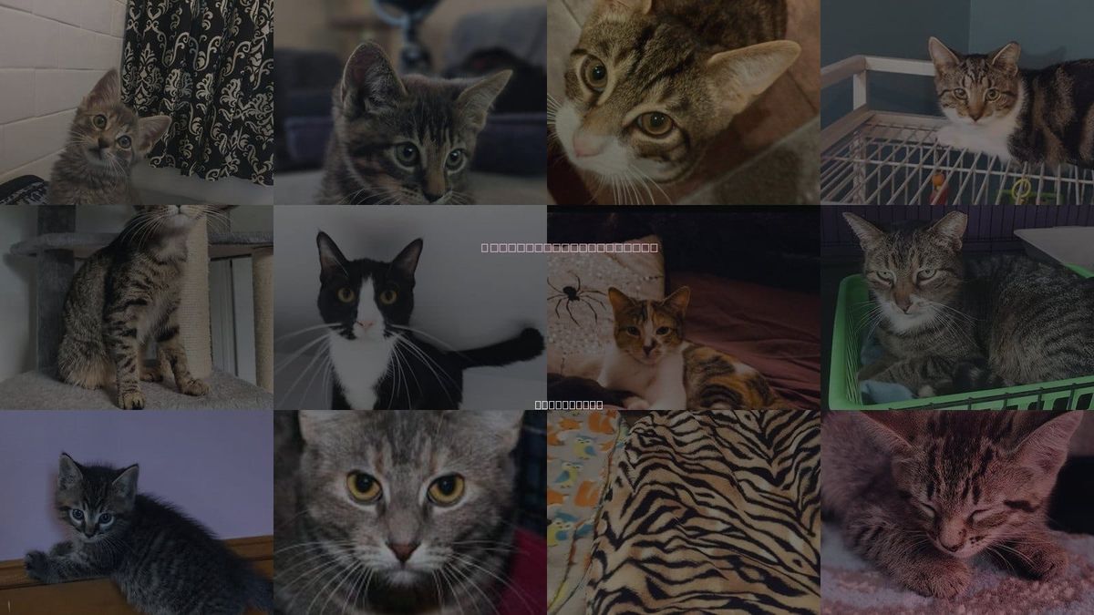 Cats for Adoption in Linden, New Jersey