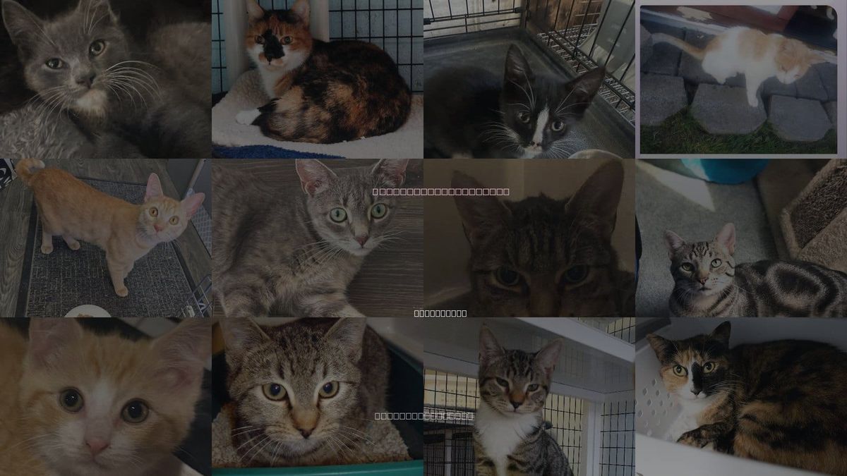 Cats for Adoption in Linden, New Jersey