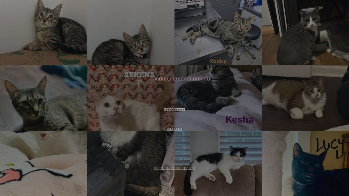 Cats for Adoption in Little Rock, Arkansas