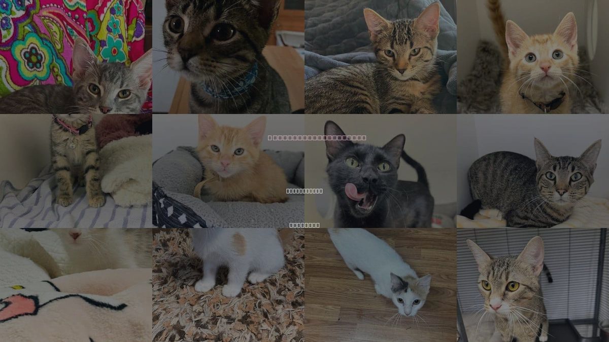 Cats for Adoption in Little Rock, Arkansas