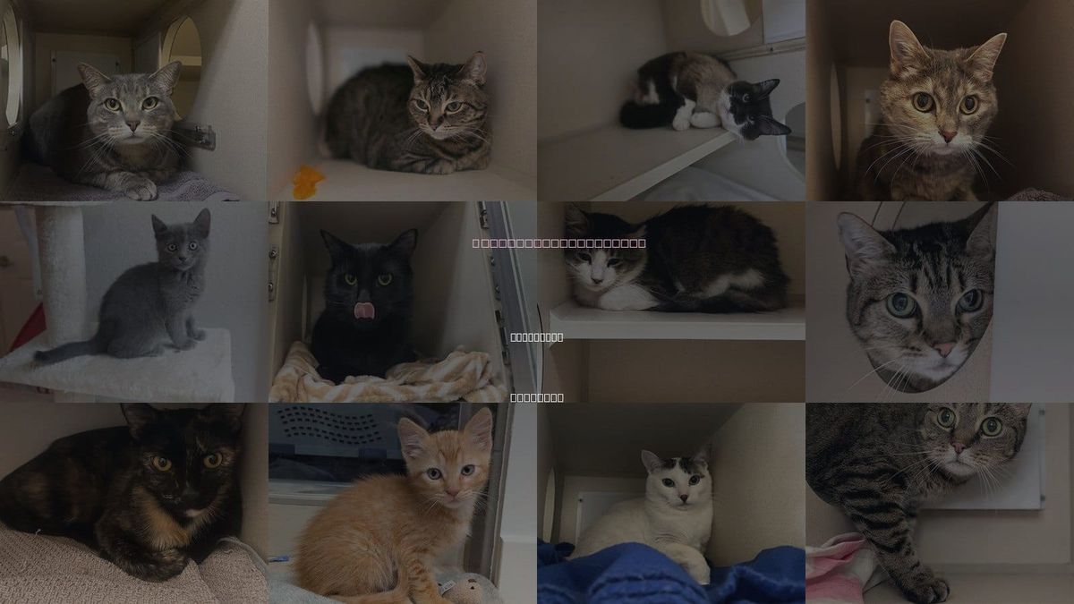 Cats for Adoption in Littleton, Colorado