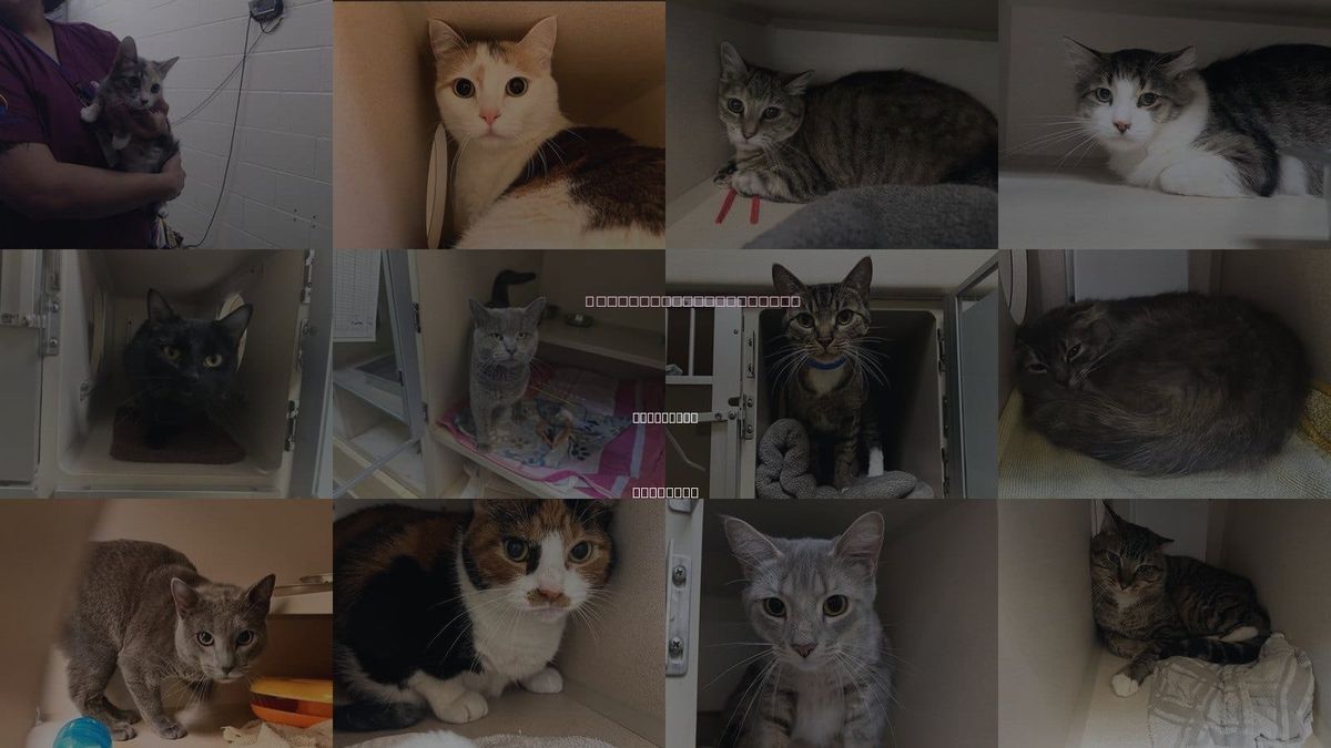 Cats for Adoption in Littleton, Colorado