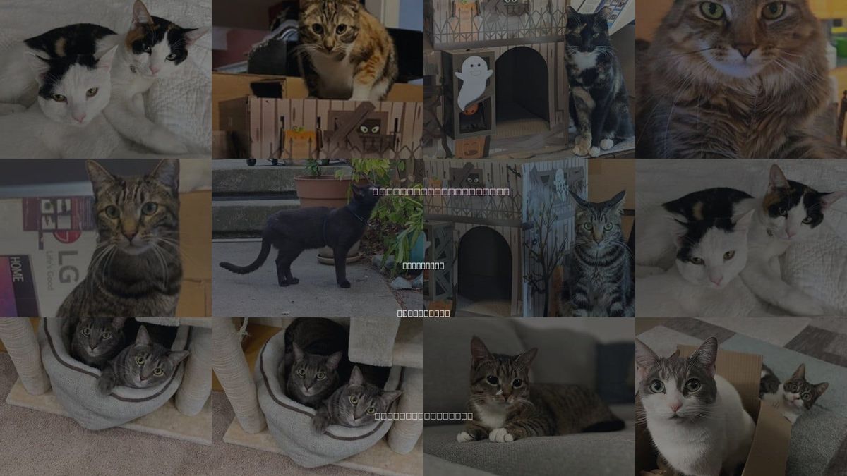 Cats for Adoption in Livermore, California