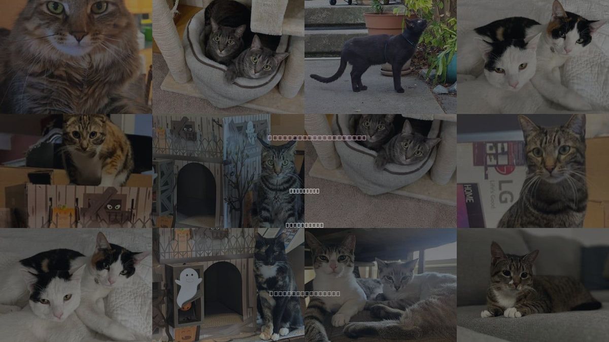 Cats for Adoption in Livermore, California