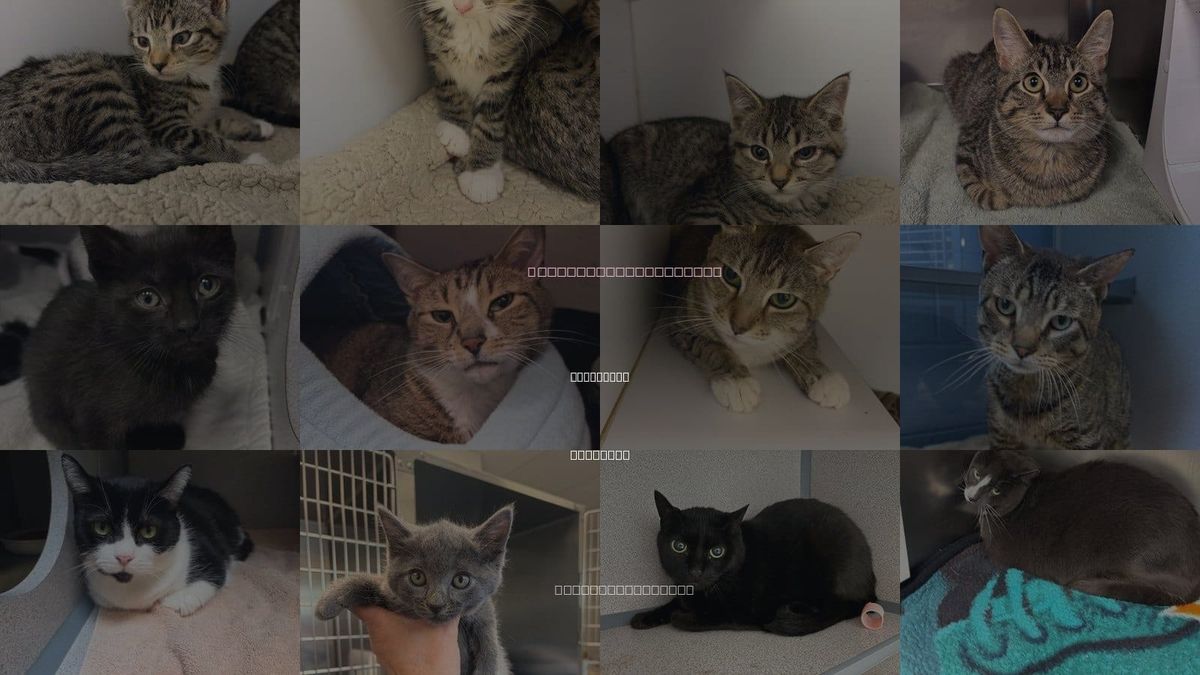 Cats for Adoption in Liverpool, New York