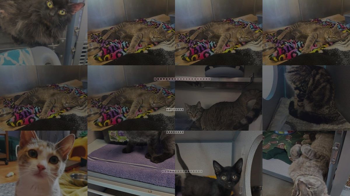 Cats for Adoption in Liverpool, New York