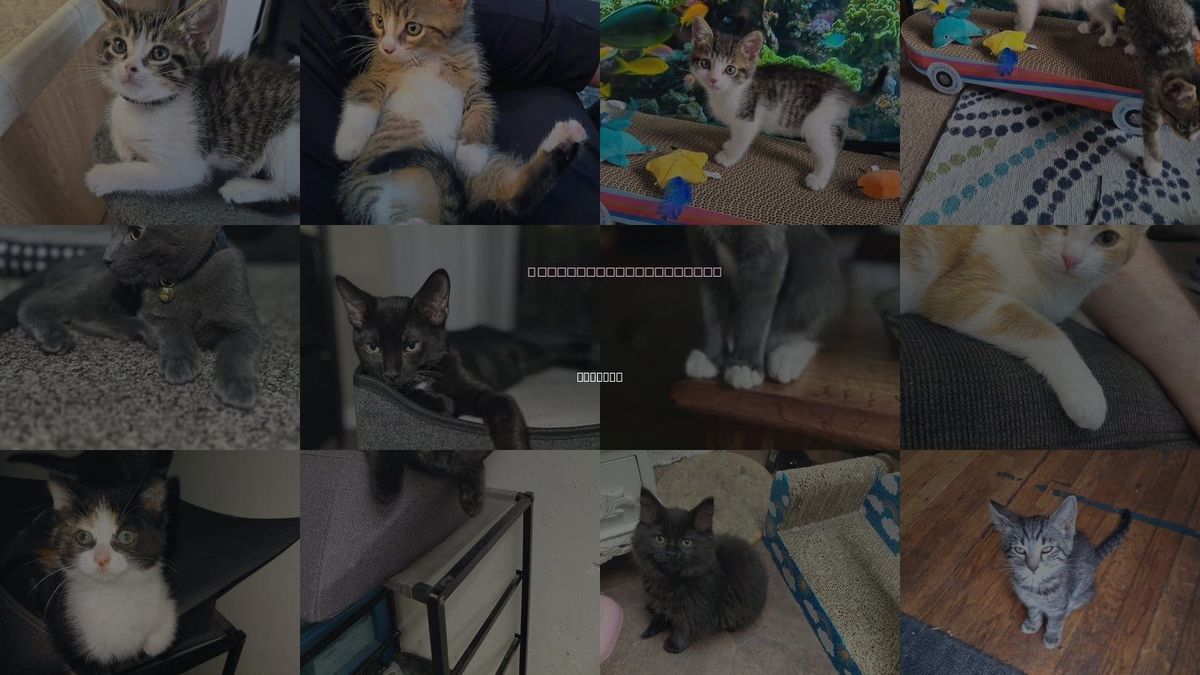 Cats for Adoption in Livonia, Michigan