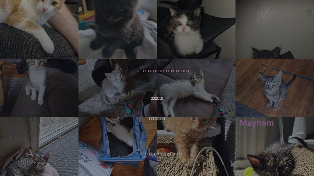Cats for Adoption in Livonia, Michigan