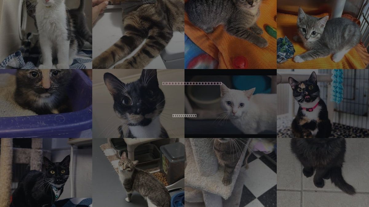 Cats for Adoption in Locust Grove, Georgia