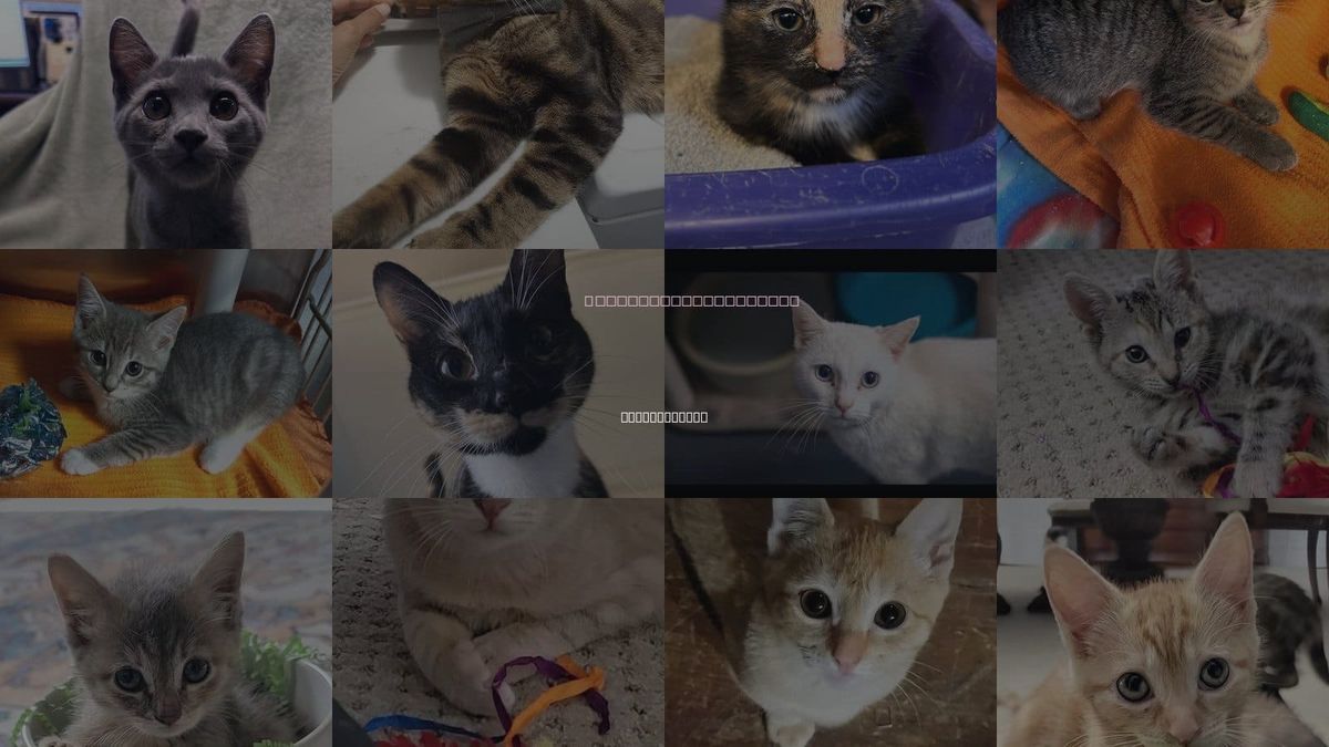 Cats for Adoption in Locust Grove, Georgia