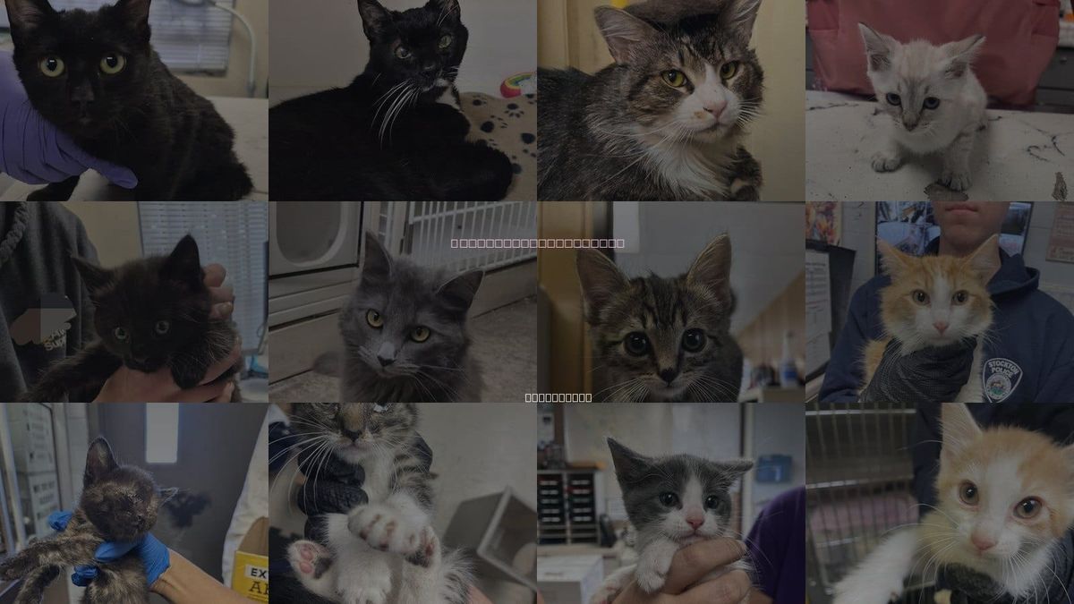 Cats for Adoption in Lodi, California