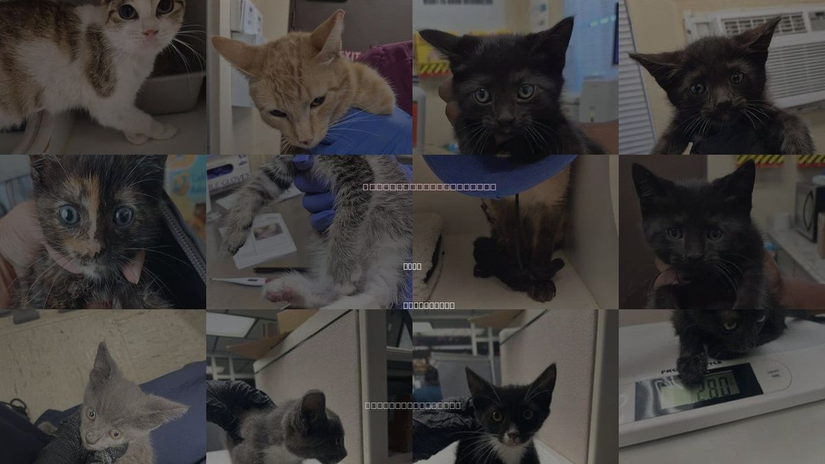 Cats for Adoption in Lodi, California